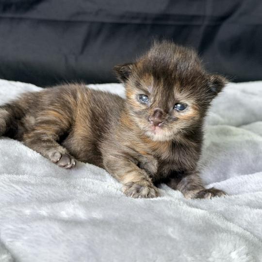 chaton Maine coon black tortie Blyska Chatterie Des Joyaux d’Égypte black tortie smoke 