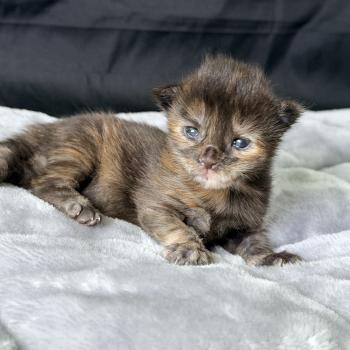 Blyska Des joyaux d’Égypte Femelle Maine coon