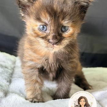 Blyska Des joyaux d’Égypte Femelle Maine coon