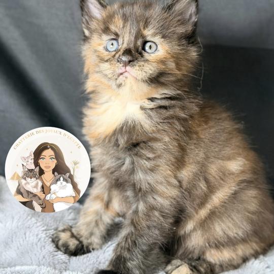 chaton Maine coon black tortie smoke Blyska Chatterie Des Joyaux d’Égypte black tortie smoke 