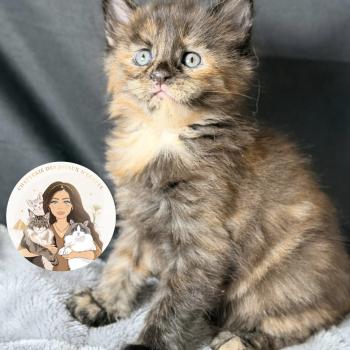 Blyska Des joyaux d’Égypte Femelle Maine coon