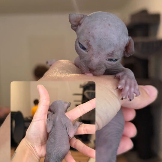 chaton Sphynx Chatterie Des Joyaux d’Égypte chocolate 
