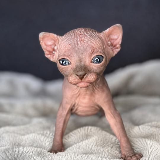 chaton Sphynx black Biwah Chatterie Des Joyaux d’Égypte chocolate 