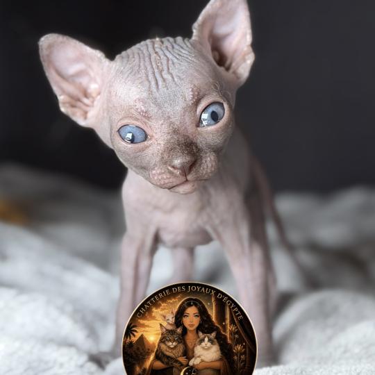 chaton Sphynx chocolate Biwah Chatterie Des Joyaux d’Égypte chocolate 
