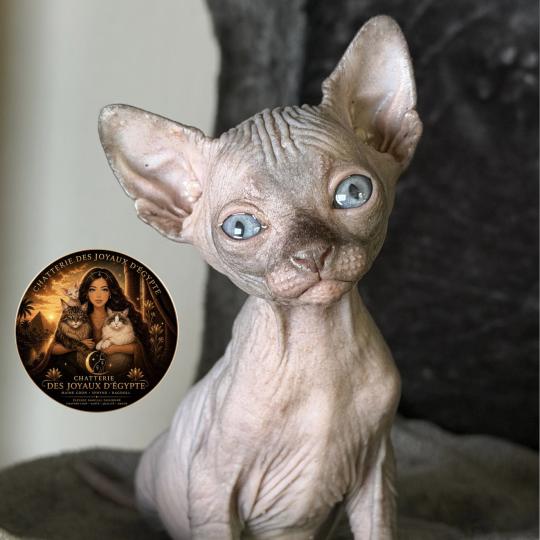 chaton Sphynx chocolate Biwah Chatterie Des Joyaux d’Égypte chocolate 