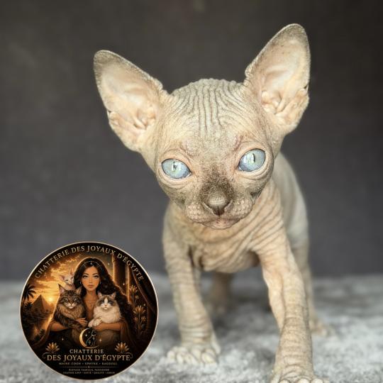 chaton Sphynx chocolate Biwah Chatterie Des Joyaux d’Égypte chocolate 
