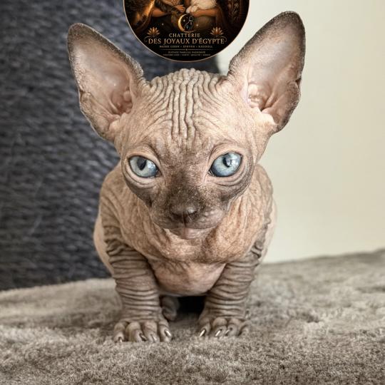chaton Sphynx chocolate Biwah Chatterie Des Joyaux d’Égypte chocolate 