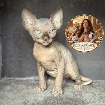 Biwah Des joyaux d’Égypte Femelle Sphynx