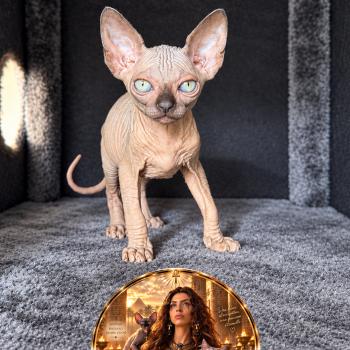 Biwah Des joyaux d’Égypte Femelle Sphynx