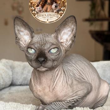 Biwah Des joyaux d’Égypte Femelle Sphynx