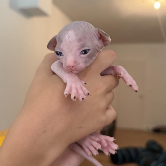 chaton Sphynx black & blanc van Chatterie Des Joyaux d’Égypte lilac & blanc