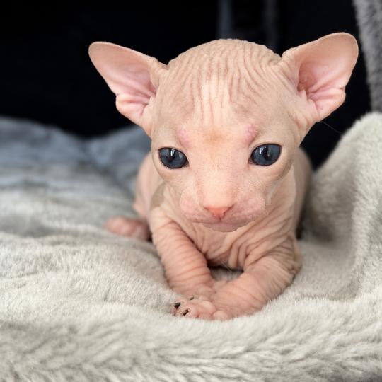 chaton Sphynx black bicolor Belïos Chatterie Des Joyaux d’Égypte lilac & blanc