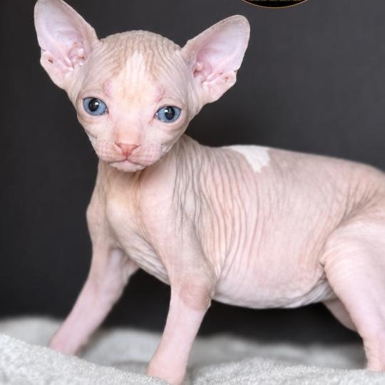 chaton Sphynx Belïos Chatterie Des Joyaux d’Égypte lilac & blanc