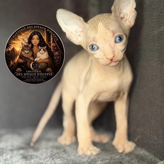 chaton Sphynx lilac & blanc Belïos Chatterie Des Joyaux d’Égypte lilac & blanc