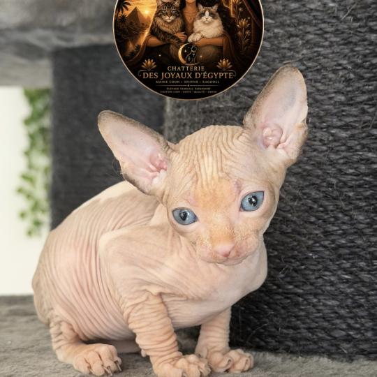 chaton Sphynx lilac & blanc Belïos Chatterie Des Joyaux d’Égypte lilac & blanc