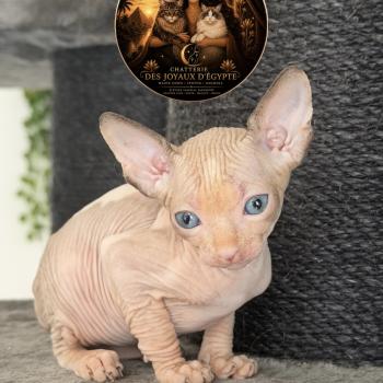 Belïos Des joyaux d’Égypte Mâle Sphynx