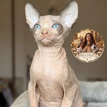 Belïos Des joyaux d’Égypte Mâle Sphynx
