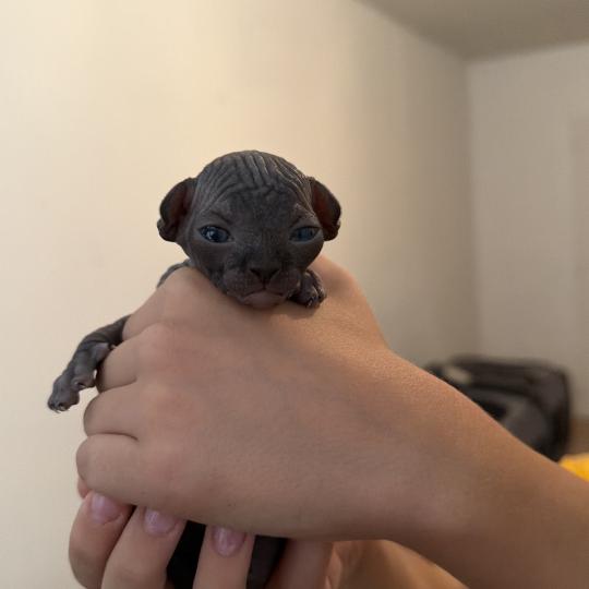 chaton Sphynx black Chatterie Des Joyaux d’Égypte black 