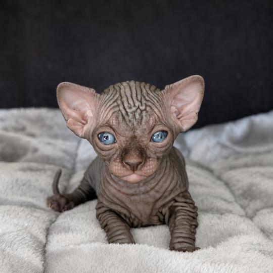 chaton Sphynx black Bastet Chatterie Des Joyaux d’Égypte black 