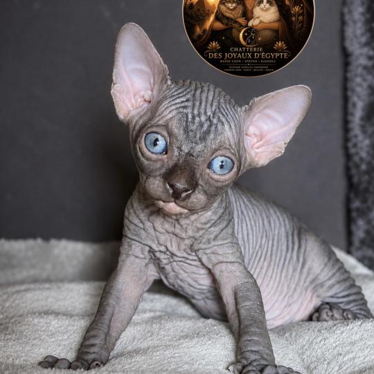 chaton Sphynx black Bastet Chatterie Des Joyaux d’Égypte black 