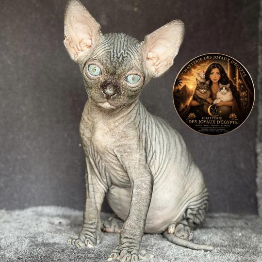 chaton Sphynx black Bastet Chatterie Des Joyaux d’Égypte black 