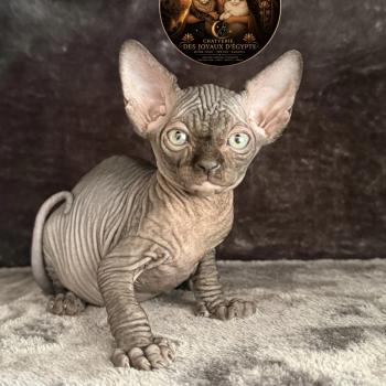 Bastet Des joyaux d’Égypte Femelle Sphynx