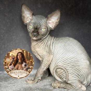 Bastet Des joyaux d’Égypte Femelle Sphynx