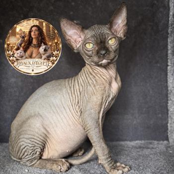 Bastet Des joyaux d’Égypte Femelle Sphynx