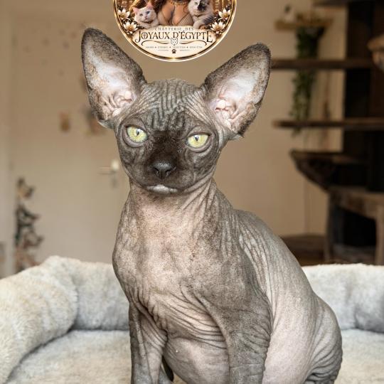 chaton Sphynx black Bastet Chatterie Des Joyaux d’Égypte black 