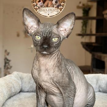 Bastet Des joyaux d’Égypte Femelle Sphynx