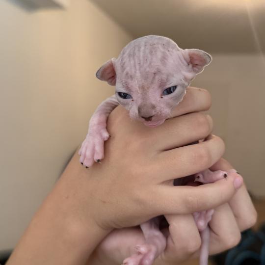 chaton Sphynx Chatterie Des Joyaux d’Égypte lilac tabby bicolor