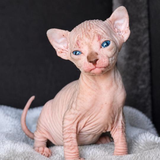 chaton Sphynx brown tabby bicolor Bisous Chatterie Des Joyaux d’Égypte lilac tabby bicolor