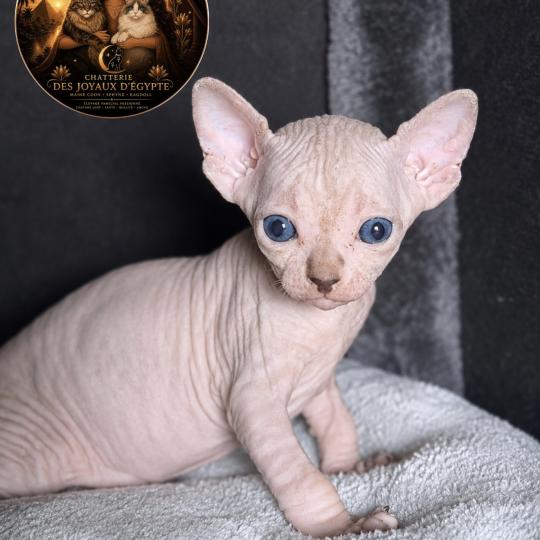 chaton Sphynx brown tabby bicolor Bisous Chatterie Des Joyaux d’Égypte lilac tabby bicolor