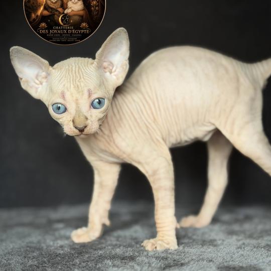 chaton Sphynx lilac tabby bicolor Bisous Chatterie Des Joyaux d’Égypte lilac tabby bicolor