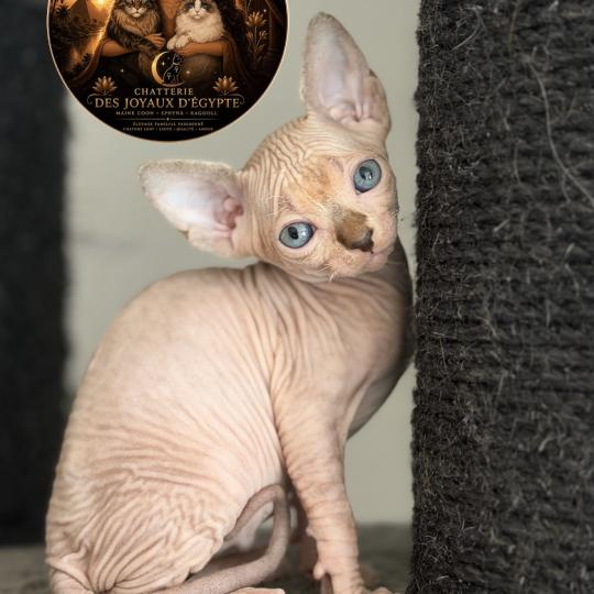 chaton Sphynx lilac tabby bicolor Basha Chatterie Des Joyaux d’Égypte lilac tabby bicolor
