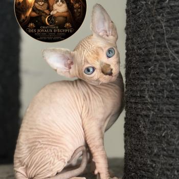 Basha Des joyaux d’Égypte Femelle Sphynx