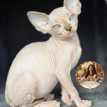Basha Des joyaux d’Égypte Femelle Sphynx