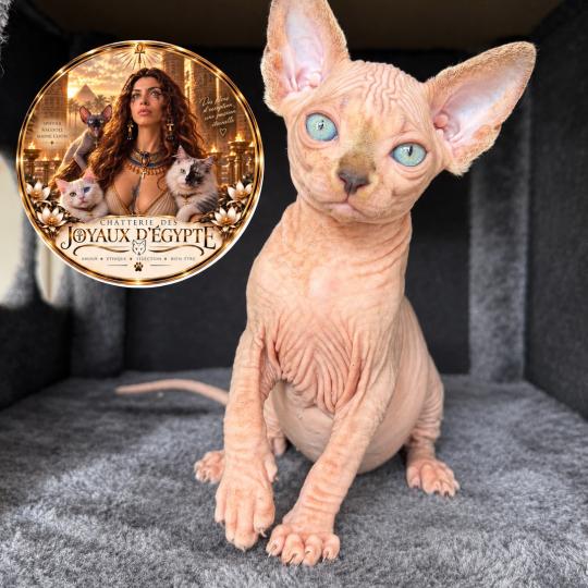 chaton Sphynx lilac tabby bicolor Basha Chatterie Des Joyaux d’Égypte lilac tabby bicolor