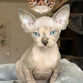 Basha Des joyaux d’Égypte Femelle Sphynx