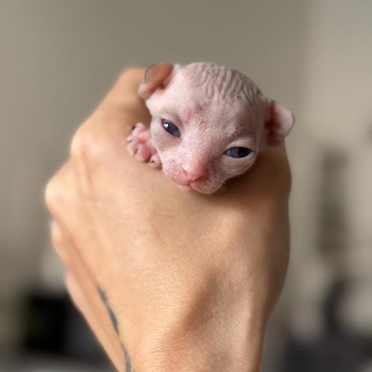 chaton Sphynx Chatterie Des Joyaux d’Égypte lilac tabby & blanc
