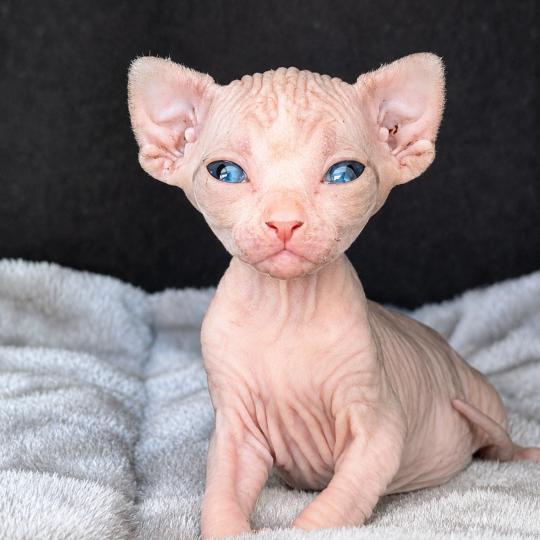 chaton Sphynx black bicolor Bershka Chatterie Des Joyaux d’Égypte lilac tabby & blanc
