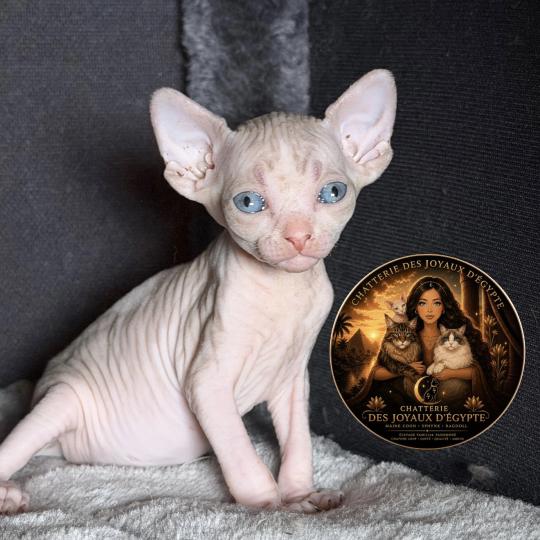 chaton Sphynx Bershka Chatterie Des Joyaux d’Égypte lilac tabby & blanc
