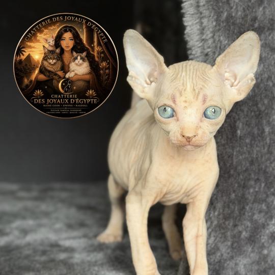 chaton Sphynx lilac & blanc Bershka Chatterie Des Joyaux d’Égypte lilac tabby & blanc