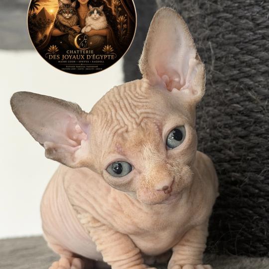 chaton Sphynx lilac tabby & blanc Bershka Chatterie Des Joyaux d’Égypte lilac tabby & blanc