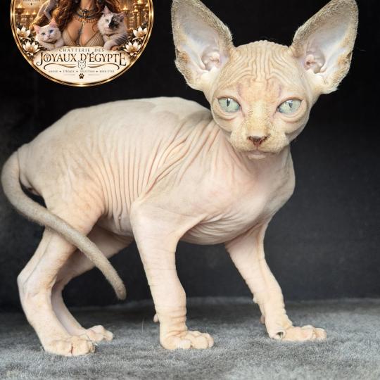 chaton Sphynx lilac tabby & blanc Bershka Chatterie Des Joyaux d’Égypte lilac tabby bicolor