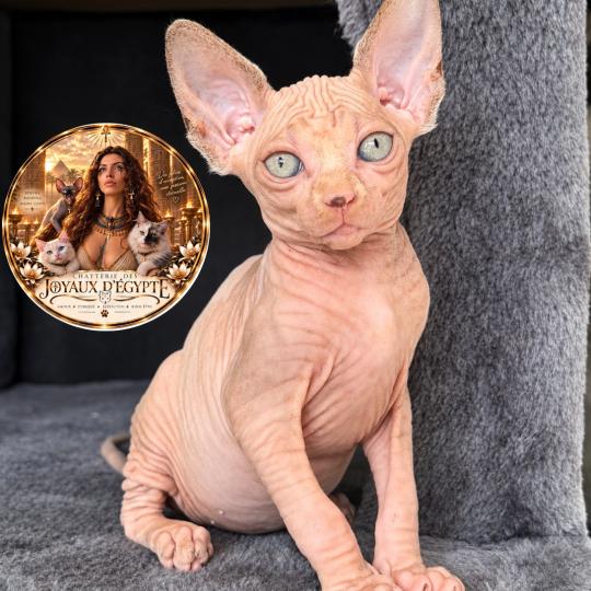 chaton Sphynx lilac tabby bicolor Bershka Chatterie Des Joyaux d’Égypte lilac tabby bicolor