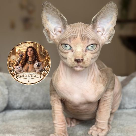 chaton Sphynx lilac tabby bicolor Bershka Chatterie Des Joyaux d’Égypte lilac tabby bicolor