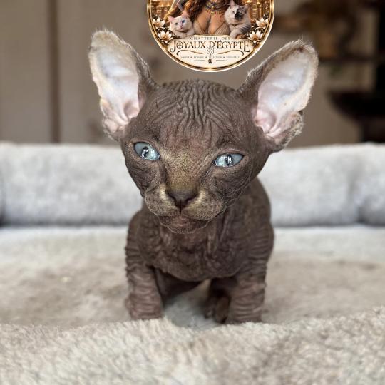Biana Des joyaux d’Égypte Femelle Sphynx