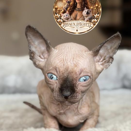 Bora Des joyaux d’Égypte Femelle Sphynx