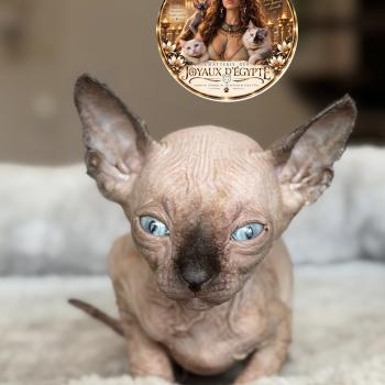 Bora Des joyaux d’Égypte Femelle Sphynx